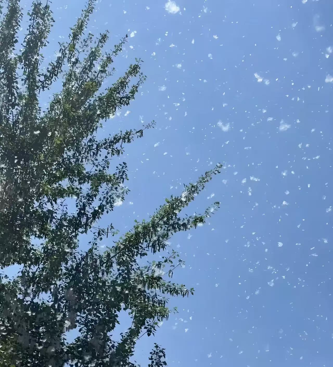 又到飞絮季！这份过敏预防指南，快查收